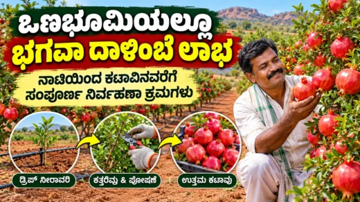 ಕರ್ನಾಟಕದ ಒಣಭೂಮಿಯಲ್ಲಿ ಭಗವಾ ದಾಳಿಂಬೆ ಬೇಸಾಯ ಮತ್ತು ತೋಟ ನಿರ್ವಹಣೆ ಕುರಿತ ಮಾಹಿತಿ ಚಿತ್ರ