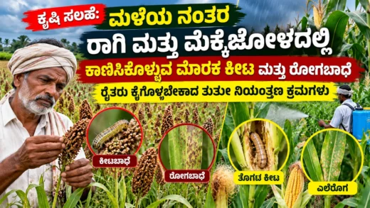 ಮಳೆಯ ನಂತರ ರಾಗಿ ಮತ್ತು ಮೆಕ್ಕೆಜೋಳದಲ್ಲಿ ಕೀಟ ಹಾಗೂ ರೋಗಬಾಧೆ ನಿರ್ವಹಣೆ ಕುರಿತು ಮಾಹಿತಿ ಚಿತ್ರ