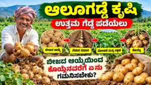 ಆಲೂಗಡ್ಡೆ ಕೃಷಿ: ಉತ್ತಮ ಗೆಡ್ಡೆ ಪಡೆಯಲು ಬೀಜದ ಆಯ್ಕೆಯಿಂದ ಕೊಯ್ಲಿನವರೆಗೆ ಏನು ಗಮನಿಸಬೇಕು?