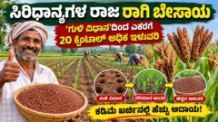 ಕರ್ನಾಟಕದಲ್ಲಿ ರಾಗಿ ಹೊಲ ಮತ್ತು ಬೆಳೆದ ರಾಗಿ ತೆನೆಗಳ ಚಿತ್ರ