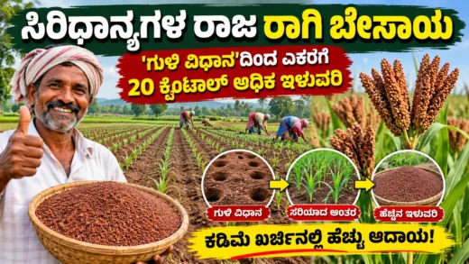 ಕರ್ನಾಟಕದಲ್ಲಿ ರಾಗಿ ಹೊಲ ಮತ್ತು ಬೆಳೆದ ರಾಗಿ ತೆನೆಗಳ ಚಿತ್ರ