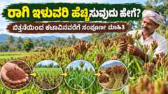 ರಾಗಿ ಬೆಳೆ ಕೃಷಿ - ಬಿತ್ತನೆಯಿಂದ ಕಟಾವಿನವರೆಗೆ ಸಂಪೂರ್ಣ ಮಾರ್ಗದರ್ಶಿ | ಕರ್ನಾಟಕ ರೈತ