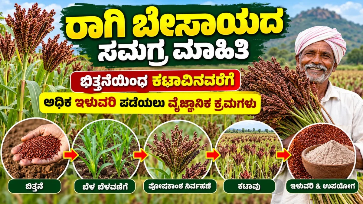 ಕರ್ನಾಟಕದಲ್ಲಿ ರಾಗಿ ಬೆಳೆ ಬಿತ್ತನೆ ಮತ್ತು ಕಟಾವು ವಿವರಿಸುವ ಕೃಷಿ ಚಿತ್ರ