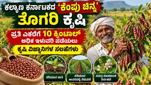ಕಲ್ಯಾಣ ಕರ್ನಾಟಕದ ಹೊಲದಲ್ಲಿ ಬೆಳೆಯುತ್ತಿರುವ ತೊಗರಿ ಬೆಳೆ ಮತ್ತು ರೈತರ ಮಾಹಿತಿ ಚಿತ್ರ