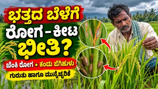 ಭತ್ತದ ಬೆಳೆಯಲ್ಲಿ ಬೆಂಕಿ ರೋಗ ಮತ್ತು ಕಂದು ಜಿಗಿಹುಳು ನಿರ್ವಹಣೆಗೆ ಸಂಬಂಧಿಸಿದ ಚಿತ್ರ