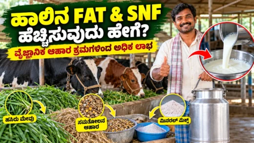 ಹೈನುಗಾರಿಕೆಯಲ್ಲಿ ಹಾಲಿನ ಫ್ಯಾಟ್ ಮತ್ತು SNF ಹೆಚ್ಚಿಸಲು ಸಮತೋಲಿತ ಆಹಾರ ನಿರ್ವಹಣೆ ಕುರಿತು ಮಾಹಿತಿ ಚಿತ್ರ