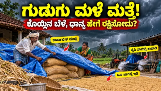ಗುಡುಗು ಸಹಿತ ಮಳೆ ಮುನ್ಸೂಚನೆ ಸಮಯದಲ್ಲಿ ಕೊಯ್ಲಿನ ಬೆಳೆ ಮತ್ತು ಒಣಗಿಸಿದ ಧಾನ್ಯ ರಕ್ಷಿಸುವ ರೈತರ ಚಿತ್ರ