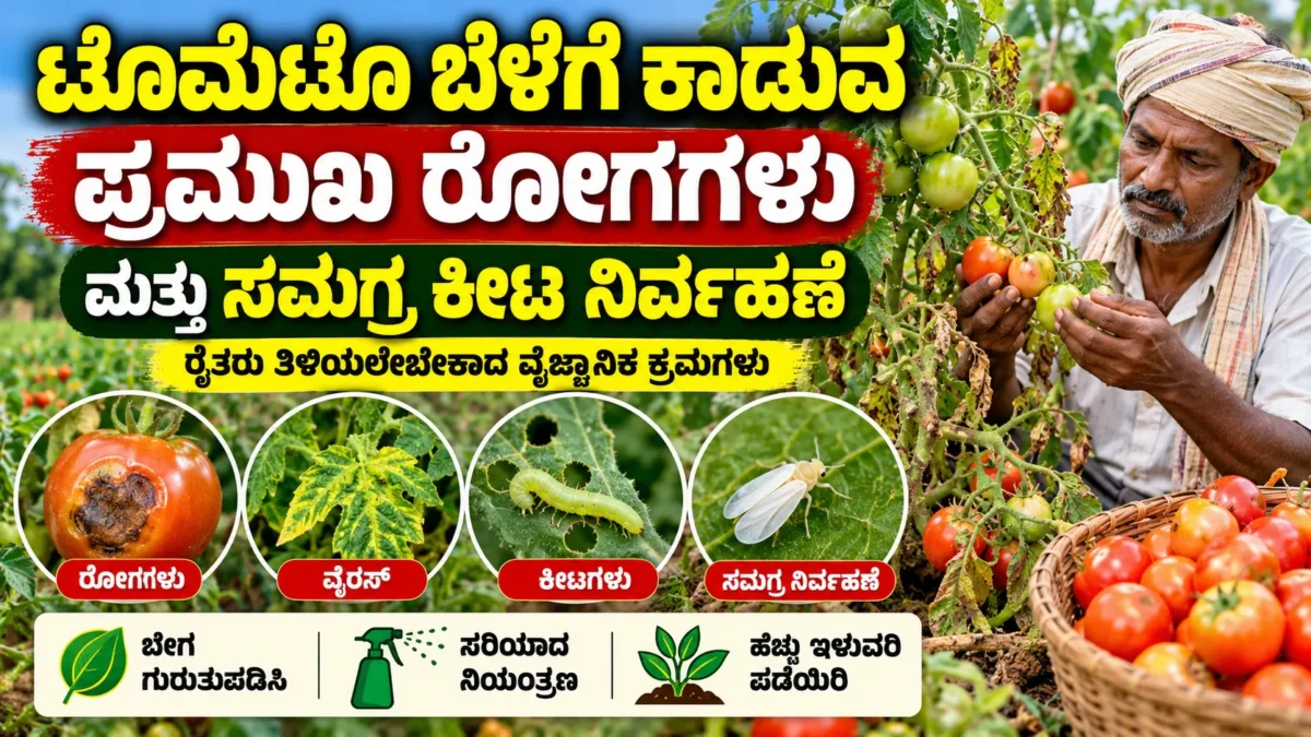 ಟೊಮೆಟೊ ಬೆಳೆಯ ಎಲೆ ರೋಗ ಮತ್ತು ಸಮಗ್ರ ಕೀಟ ನಿರ್ವಹಣೆಯ ಕೃಷಿ ಚಿತ್ರ