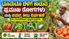 ಟೊಮೆಟೊ ಬೆಳೆಯ ಎಲೆ ರೋಗ ಮತ್ತು ಸಮಗ್ರ ಕೀಟ ನಿರ್ವಹಣೆಯ ಕೃಷಿ ಚಿತ್ರ