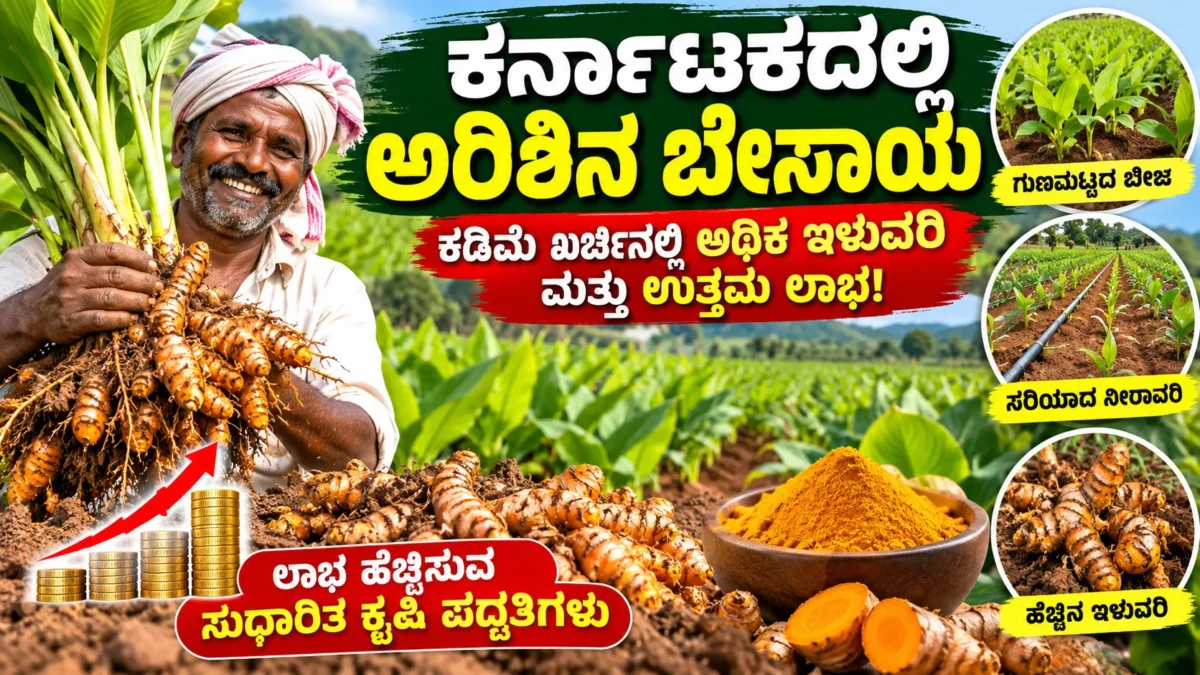 ಕರ್ನಾಟಕದಲ್ಲಿ ಅರಿಶಿನ ಬೇಸಾಯ, ಅರಿಶಿನ ಬೆಳೆ ಮತ್ತು ಸುಧಾರಿತ ಕೃಷಿ ಪದ್ಧತಿಗಳ ಕನ್ನಡ ಮಾಹಿತಿ ಚಿತ್ರ