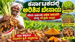 ಕರ್ನಾಟಕದಲ್ಲಿ ಅರಿಶಿನ ಬೇಸಾಯ, ಅರಿಶಿನ ಬೆಳೆ ಮತ್ತು ಸುಧಾರಿತ ಕೃಷಿ ಪದ್ಧತಿಗಳ ಕನ್ನಡ ಮಾಹಿತಿ ಚಿತ್ರ
