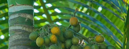 ಅಡಿಕೆ ಕೊಳೆರೋಗ ನಿರ್ವಹಣೆ ಲೇಖನಕ್ಕೆ ಸಂಬಂಧಿಸಿದ ಅಡಿಕೆ ಕಾಯಿ ಗೊಂಚಲು