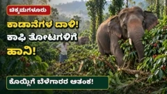 ಚಿಕ್ಕಮಗಳೂರು ಕಾಡಾನೆ ದಾಳಿಯಿಂದ ಕಾಫಿ ತೋಟ ಹಾನಿ ಮತ್ತು ಬೆಳೆಗಾರರ ಆತಂಕ