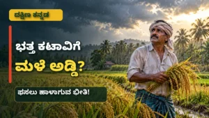 ದಕ್ಷಿಣ ಕನ್ನಡದಲ್ಲಿ ಭತ್ತ ಕಟಾವಿಗೆ ಅಕಾಲಿಕ ಮಳೆ ಅಡ್ಡಿ: ಕೈಗೆ ಬಂದ ಫಸಲು ಹಾಳಾಗುವ ಭೀತಿಯಲ್ಲಿ ರೈತರು!