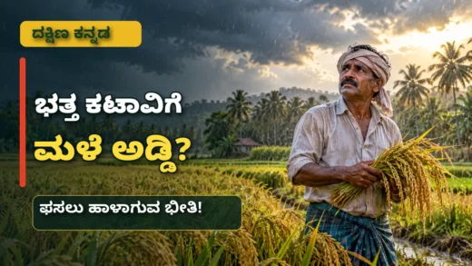 ದಕ್ಷಿಣ ಕನ್ನಡ ಜಿಲ್ಲೆಯ ಭತ್ತ ಕಟಾವಿನ ಸಮಯದಲ್ಲಿ ಅಕಾಲಿಕ ಮಳೆಯ ಸಮಸ್ಯೆ ಕುರಿತು ಸುದ್ದಿಚಿತ್ರ