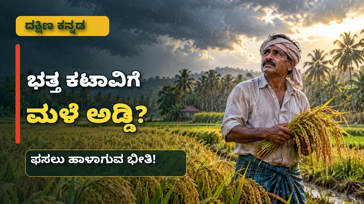 ದಕ್ಷಿಣ ಕನ್ನಡ ಜಿಲ್ಲೆಯ ಭತ್ತ ಕಟಾವಿನ ಸಮಯದಲ್ಲಿ ಅಕಾಲಿಕ ಮಳೆಯ ಸಮಸ್ಯೆ ಕುರಿತು ಸುದ್ದಿಚಿತ್ರ