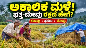 ದಕ್ಷಿಣ ಕನ್ನಡದಲ್ಲಿ ಅಕಾಲಿಕ ಮಳೆ: ಭತ್ತ ಕಟಾವು ವಿಳಂಬ, ಫಸಲು ಮತ್ತು ಮೇವಿನ ರಕ್ಷಣೆಗೆ ರೈತರು ಕೈಗೊಳ್ಳಬೇಕಾದ ತುರ್ತು ಕ್ರಮಗಳು