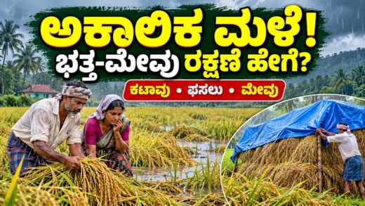 ದಕ್ಷಿಣ ಕನ್ನಡದಲ್ಲಿ ಅಕಾಲಿಕ ಮಳೆ ಮತ್ತು ಭತ್ತದ ಕಟಾವು ರಕ್ಷಣೆ ಮಾಹಿತಿ