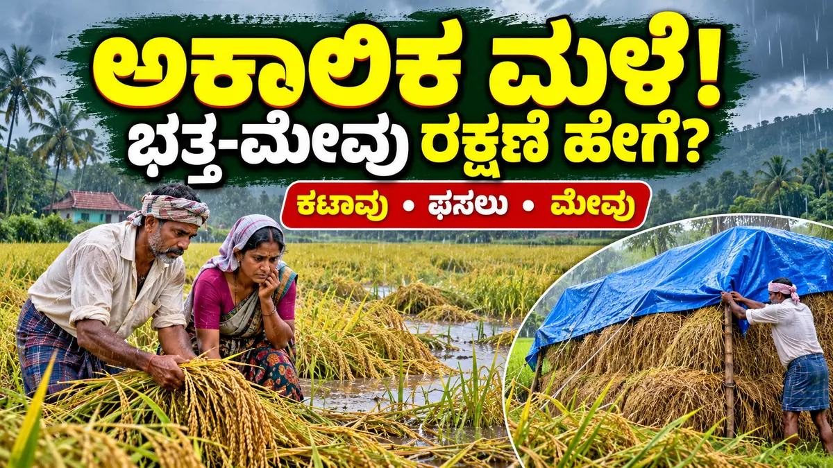 ದಕ್ಷಿಣ ಕನ್ನಡದಲ್ಲಿ ಅಕಾಲಿಕ ಮಳೆ ಮತ್ತು ಭತ್ತದ ಕಟಾವು ರಕ್ಷಣೆ ಮಾಹಿತಿ