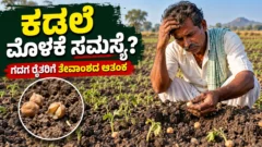 ಗದಗದಲ್ಲಿ ಕಡಲೆ ಬಿತ್ತನೆ ಮತ್ತು ಬೀಜ ಮೊಳಕೆಯ ಸಮಸ್ಯೆ ಕುರಿತು ಮಾಹಿತಿ