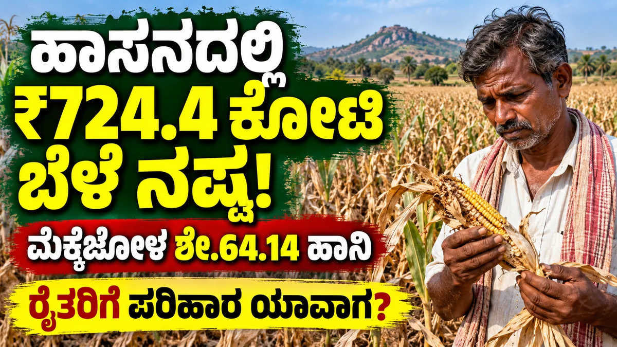 ಹಾಸನ ಜಿಲ್ಲೆಯ ಜೋಳ ಬೆಳೆ ಹಾನಿ ಮತ್ತು ರೈತರ ಪರಿಹಾರ ಸಂಬಂಧಿತ ಸುದ್ದಿಚಿತ್ರ