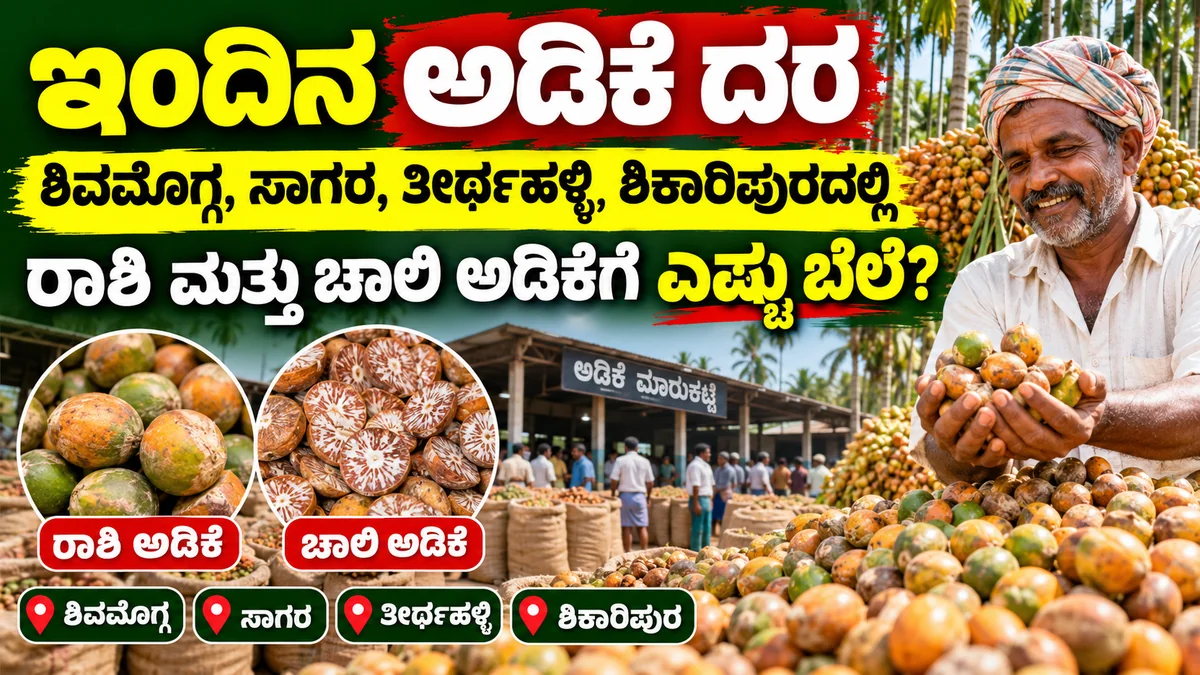 ಶಿವಮೊಗ್ಗ ಸಾಗರ ತೀರ್ಥಹಳ್ಳಿ ಶಿಕಾರಿಪುರ ಅಡಿಕೆ ಮಾರುಕಟ್ಟೆ ದರ ಮಾಹಿತಿ ಚಿತ್ರ