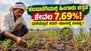 ಕಲಬುರಗಿಯಲ್ಲಿ ಹಿಂಗಾರು ಬಿತ್ತನೆ ಕೇವಲ ಶೇ.7.69: ಮಳೆಯಿಲ್ಲದೆ ಕಡಲೆ, ಜೋಳ ಬಿತ್ತಿರುವ ರೈತರಿಗೆ ಈಗ ಏನು ಸಂಕಷ್ಟ?