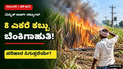 ಬಾಗಲಕೋಟೆಯಲ್ಲಿ ಕಬ್ಬು ಬೆಳೆಗೆ ವಿದ್ಯುತ್ ಶಾರ್ಟ್ ಸರ್ಕ್ಯೂಟ್ನಿಂದ ಬೆಂಕಿ ಹಾನಿ ಸುದ್ದಿಚಿತ್ರ