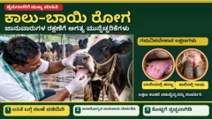 ಜಾನುವಾರುಗಳಲ್ಲಿ ಕಾಲು ಬಾಯಿ ರೋಗದ ಬಗ್ಗೆ ಎಚ್ಚರಿಕೆ ಮತ್ತು ಹೈನುಗಾರರ ಪಶು ಆರೋಗ್ಯ ಆರೈಕೆ