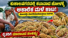 ಕುಶಾಲನಗರದ ಕಟಾವಾದ ಜೋಳದ ತೆನೆಗಳಿಗೆ ಅಕಾಲಿಕ ಮಳೆಯಿಂದ ಹಾನಿ ಸುದ್ದಿಚಿತ್ರ