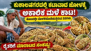 ಕುಶಾಲನಗರದಲ್ಲಿ ಕಟಾವಾದ ಜೋಳಕ್ಕೆ ಅಕಾಲಿಕ ಮಳೆ ಕಾಟ: ಹೊಲದಲ್ಲೇ ಮೊಳಕೆಯೊಡೆಯುತ್ತಿರುವ ತೆನೆಗಳು, ರೈತರಿಗೆ ಮಾರಾಟದ ಸಂಕಷ್ಟ!