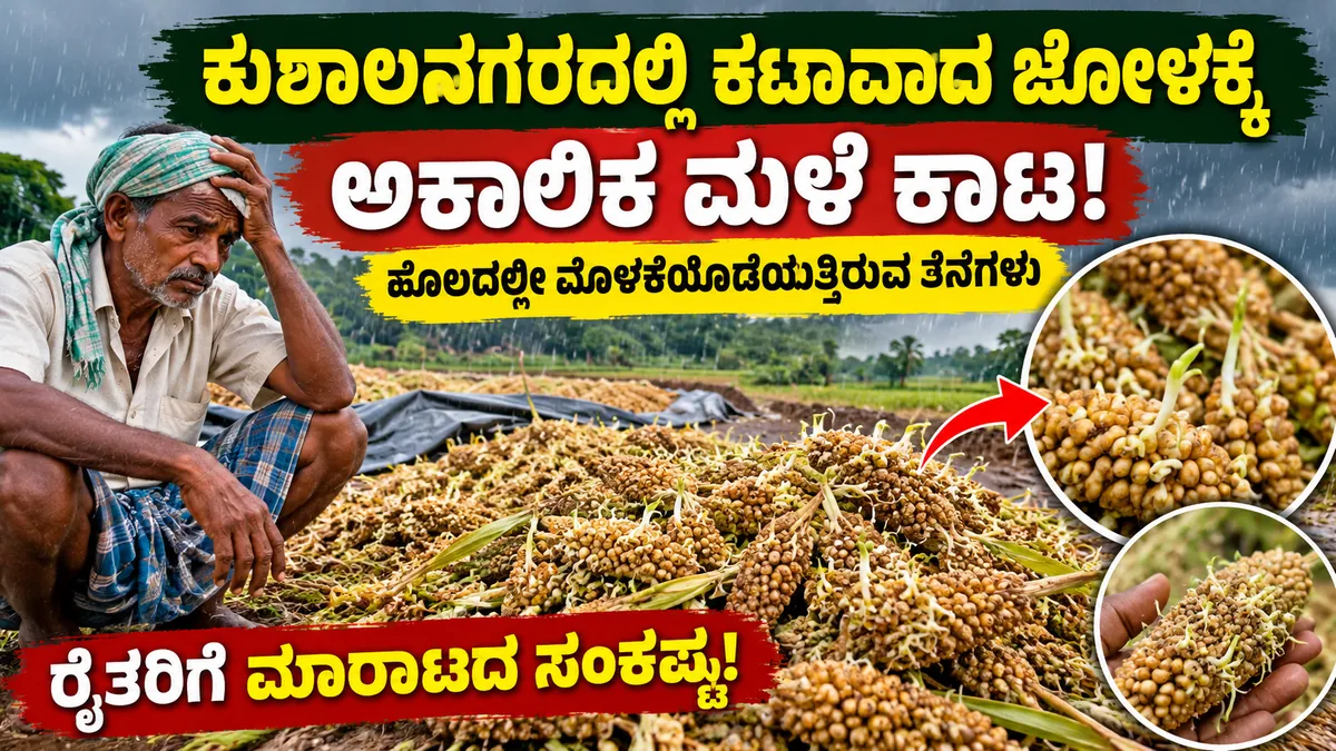 ಕುಶಾಲನಗರದ ಕಟಾವಾದ ಜೋಳದ ತೆನೆಗಳಿಗೆ ಅಕಾಲಿಕ ಮಳೆಯಿಂದ ಹಾನಿ ಸುದ್ದಿಚಿತ್ರ