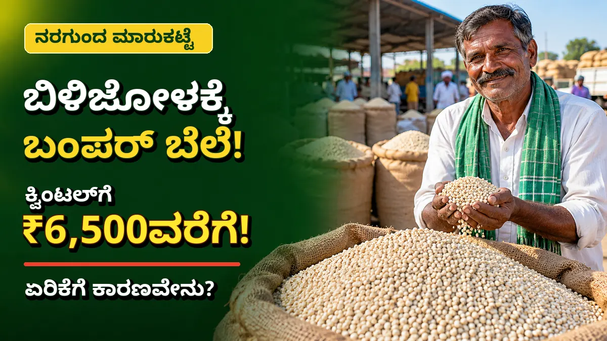 ನರಗುಂದ ಮಾರುಕಟ್ಟೆಯಲ್ಲಿ ಬಿಳಿಜೋಳದ ಬೆಲೆ ಕುರಿತು ಕೃಷಿ ಸುದ್ದಿ