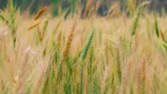 ರಬಿ MSP ಸುದ್ದಿಯನ್ನು ಪ್ರತಿನಿಧಿಸುವ ಗೋಧಿ ಹೊಲ