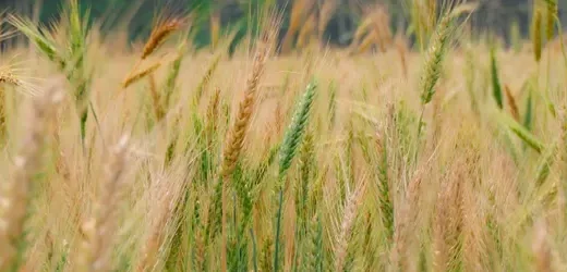 ರಬಿ MSP ಸುದ್ದಿಯನ್ನು ಪ್ರತಿನಿಧಿಸುವ ಗೋಧಿ ಹೊಲ