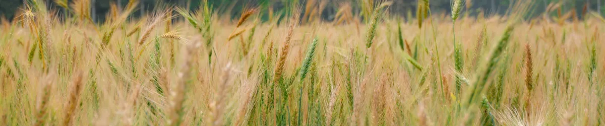ರಬಿ MSP ಸುದ್ದಿಯನ್ನು ಪ್ರತಿನಿಧಿಸುವ ಗೋಧಿ ಹೊಲ