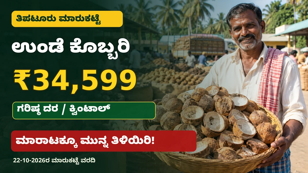 ತಿಪಟೂರು ಉಂಡೆ ಕೊಬ್ಬರಿ ಮಾರುಕಟ್ಟೆ ದರ ಮತ್ತು ಕೊಬ್ಬರಿ ಮಾರಾಟ ಮಾಹಿತಿ ಚಿತ್ರ