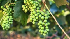 ದ್ರಾಕ್ಷಿ ತೋಟ ರೋಗ ಪರಿಶೀಲನೆ