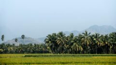 ತೆಂಗಿನ ತೋಟ ಪೋಷಕಾಂಶ ನಿರ್ವಹಣೆ