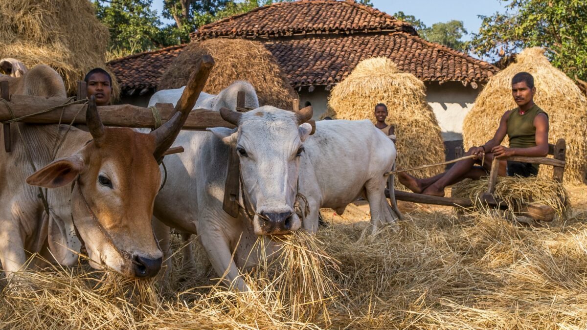 ಹಸು ಮೇವು ಯೋಜನೆ