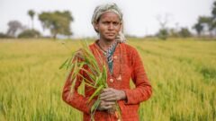 ರಬಿ 2026 ಬಿತ್ತನೆ ಸಿದ್ಧತೆ