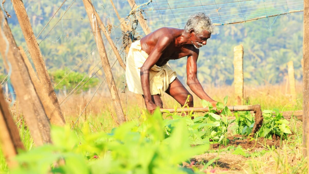 ಅಕ್ಟೋಬರ್‌ನಲ್ಲಿ ಶುಂಠಿ ಬೆಳೆ ನಿರ್ವಹಣೆ ಮತ್ತು ರೈಜೋಮ್ ಕೊಳೆ ಲಕ್ಷಣ ಪರಿಶೀಲಿಸುವ ರೈತ