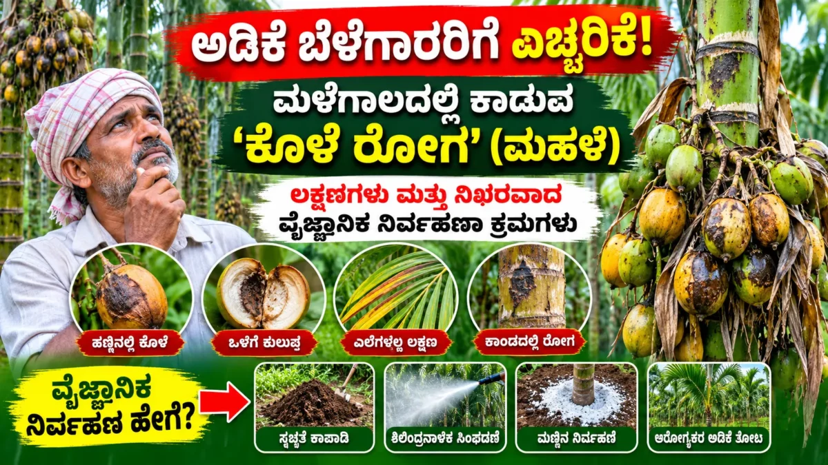 ಅಡಿಕೆ ತೋಟದಲ್ಲಿ ಮಳೆಗಾಲದ ಕೊಳೆ ರೋಗದ ಲಕ್ಷಣಗಳು ಮತ್ತು ತೋಟ ನಿರ್ವಹಣೆ
