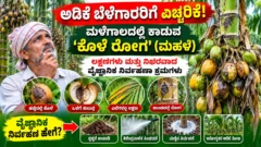 ಅಡಿಕೆ ತೋಟದಲ್ಲಿ ಮಳೆಗಾಲದ ಕೊಳೆ ರೋಗದ ಲಕ್ಷಣಗಳು ಮತ್ತು ತೋಟ ನಿರ್ವಹಣೆ