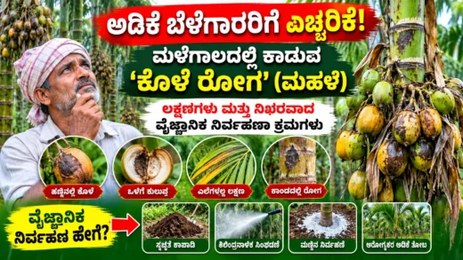 ಅಡಿಕೆ ತೋಟದಲ್ಲಿ ಮಳೆಗಾಲದ ಕೊಳೆ ರೋಗದ ಲಕ್ಷಣಗಳು ಮತ್ತು ತೋಟ ನಿರ್ವಹಣೆ