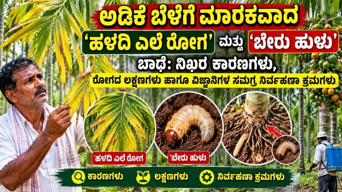 ಅಡಿಕೆ ತೋಟದಲ್ಲಿ ಹಳದಿ ಎಲೆ ಮತ್ತು ಬೇರು ಹುಳು ಬಾಧೆ ಗುರುತಿಸುವ ಚಿತ್ರ