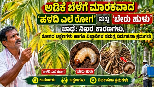 ಅಡಿಕೆ ತೋಟದಲ್ಲಿ ಹಳದಿ ಎಲೆ ಮತ್ತು ಬೇರು ಹುಳು ಬಾಧೆ ಗುರುತಿಸುವ ಚಿತ್ರ