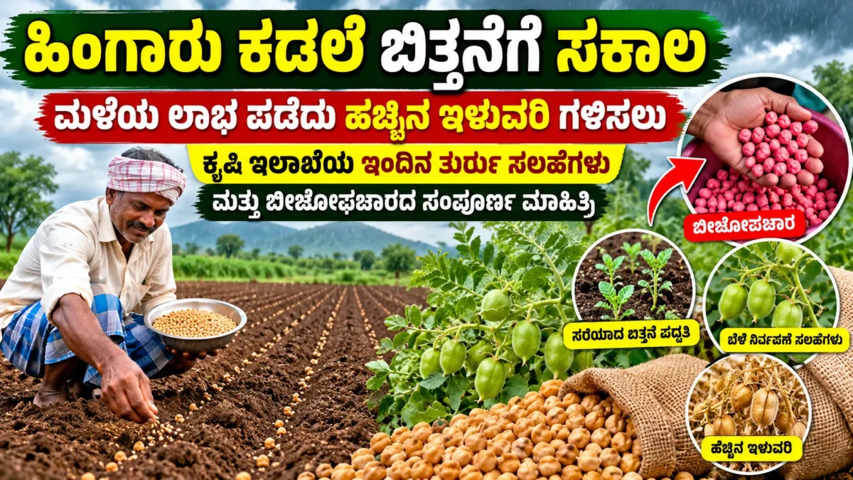 ಹಿಂಗಾರು ಕಡಲೆ ಬಿತ್ತನೆ ಮತ್ತು ರೈತರಿಗೆ ಬೀಜೋಪಚಾರ ಕೃಷಿ ಮಾಹಿತಿ