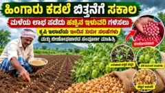 ಹಿಂಗಾರು ಕಡಲೆ ಬಿತ್ತನೆ ಮತ್ತು ರೈತರಿಗೆ ಬೀಜೋಪಚಾರ ಕೃಷಿ ಮಾಹಿತಿ