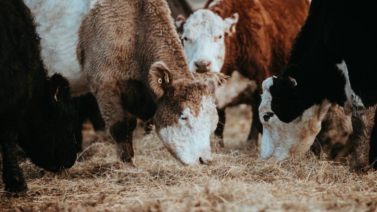 ಒಣ ಹಾಸಿಗೆಯಲ್ಲಿರುವ ಕರು